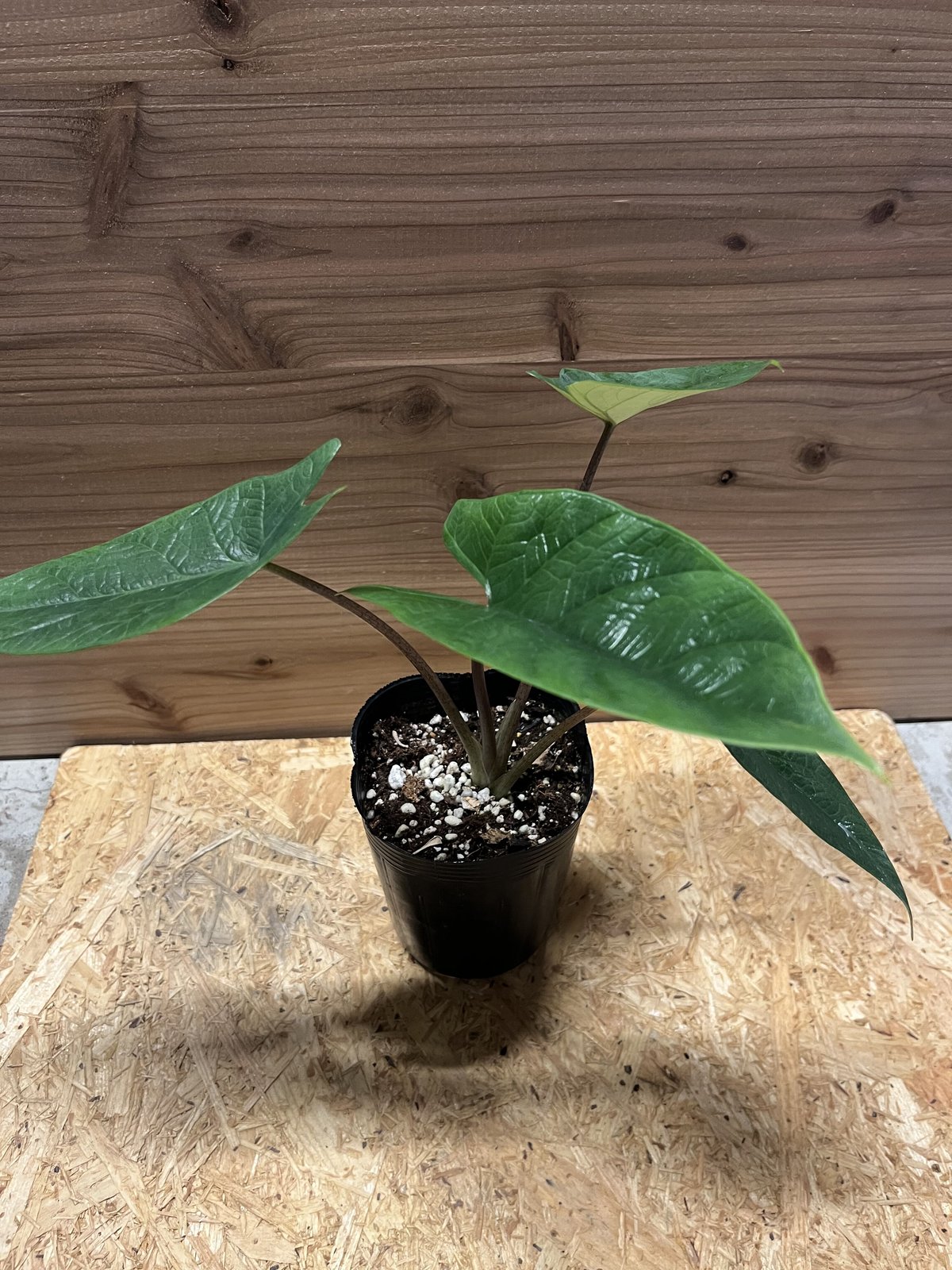 アロカシア スカルプラム | GREEN LUCK