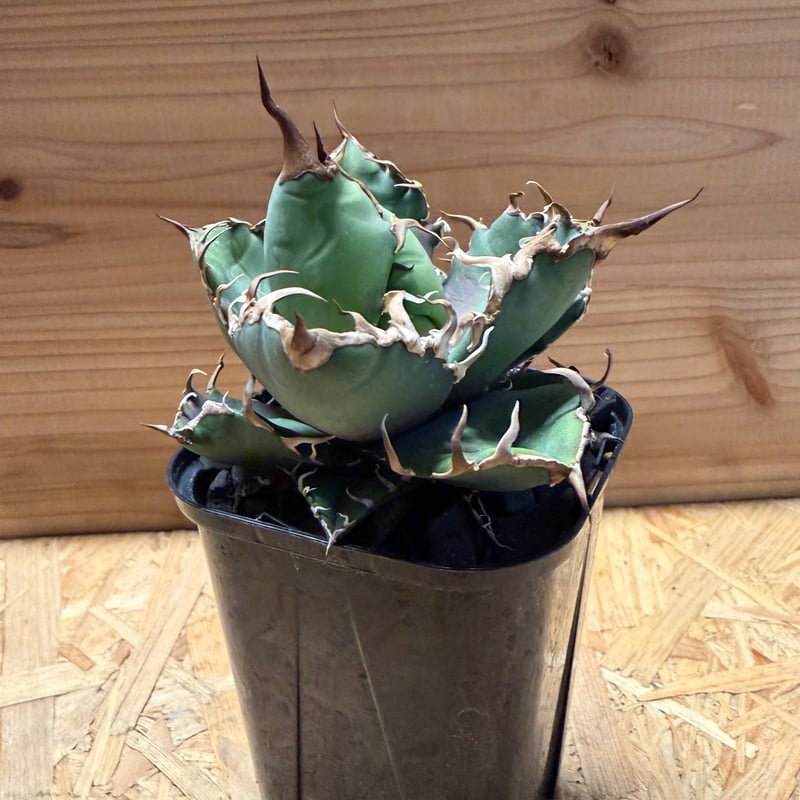 アガベ チタノタ 'シーザー' | GREEN LUCK