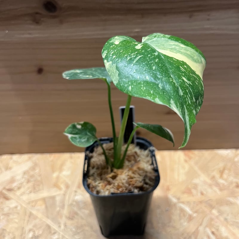 斑入りモンステラ デリシオーサ クリームブリュレ | GREEN LUCK