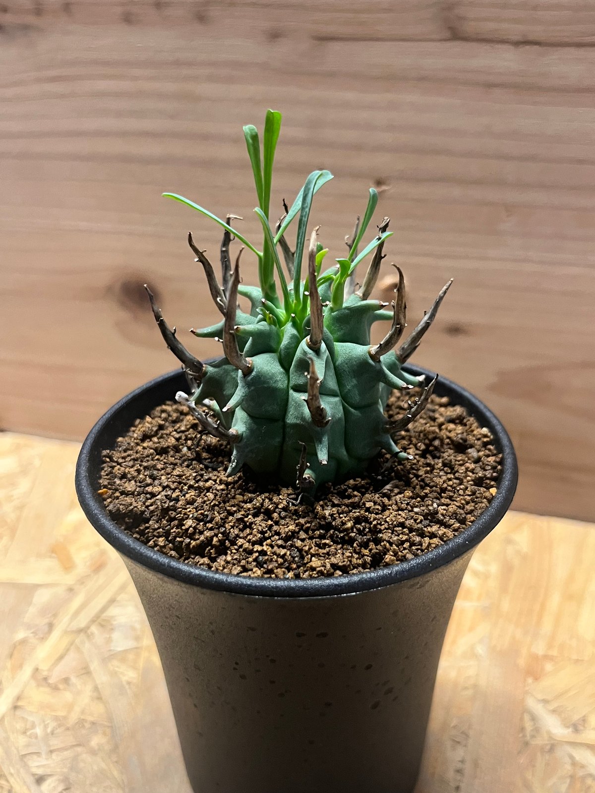 ユーフォルビア スコエンランディ 闘牛角 | GREEN LUCK