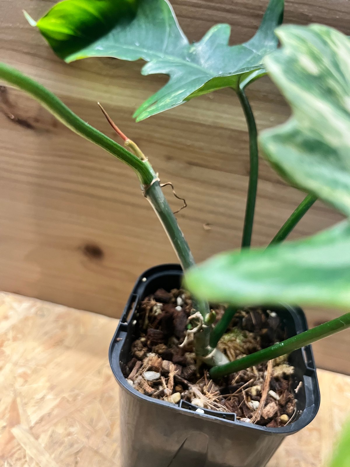 フィロデンドロン キティナ （フロリダビューティー×マヨイ） | GREEN LUCK