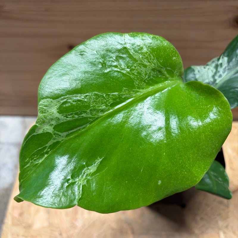 モンステラ デリシオーサ 'バルバソー' | GREEN LUCK
