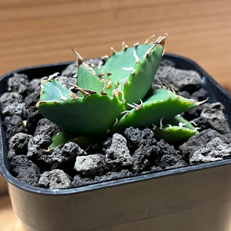 アガベ チタノタ オアハカ | GREEN LUCK