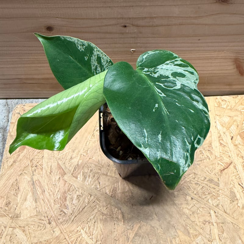 モンステラ デリシオーサ 'バルバソー' | GREEN LUCK