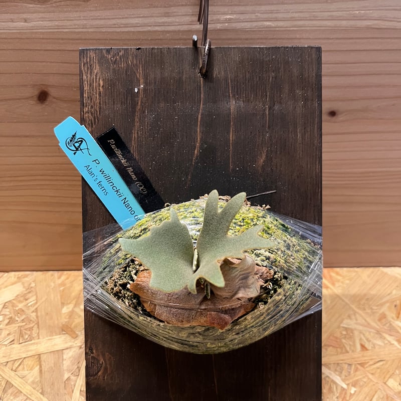 ビカクシダ P. willinckii 'nano' pup OC P. willinckii 'nano' pup OC