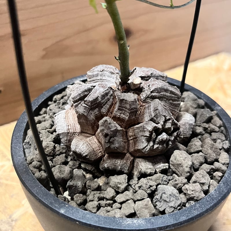 ディオスコレア エレファンティペス 亀甲竜 | GREEN LUCK