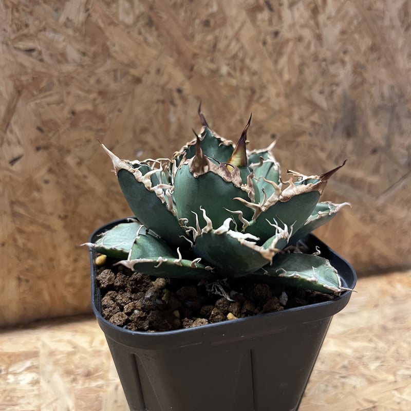 アガベ チタノタ シーザー | GREEN LUCK