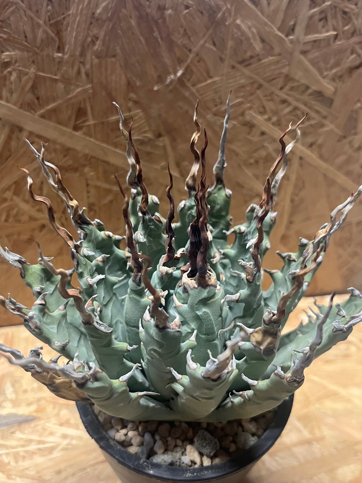 アガベ ユタエンシス エボリスピナ 陽炎 未発根 | GREEN LUCK