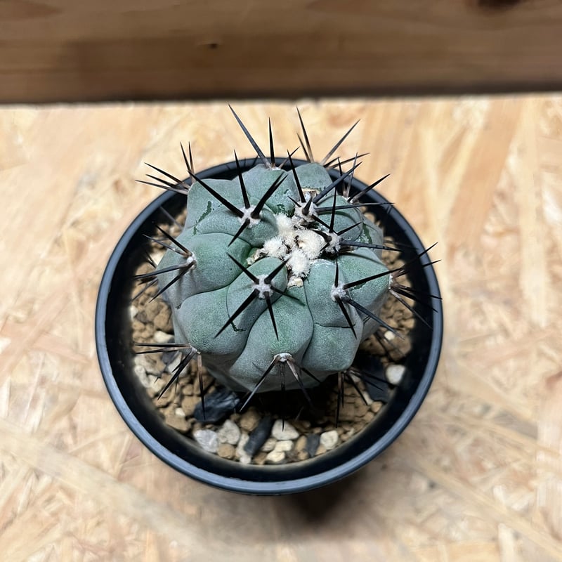 コピアポア シネレア 黒王丸 実生 | GREEN LUCK