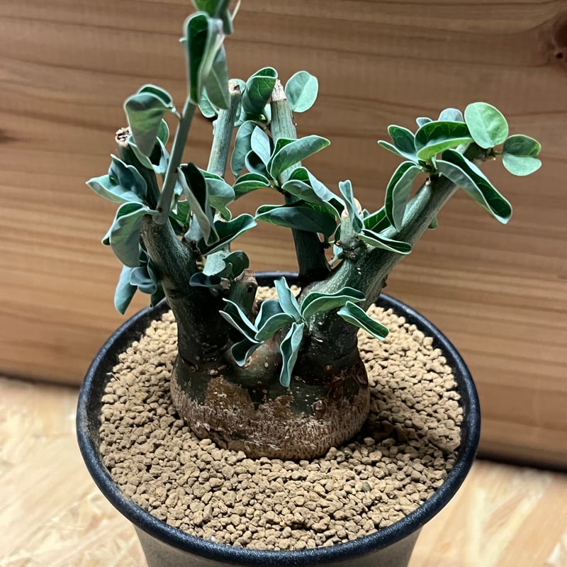 アデニア スピノーサ | GREEN LUCK