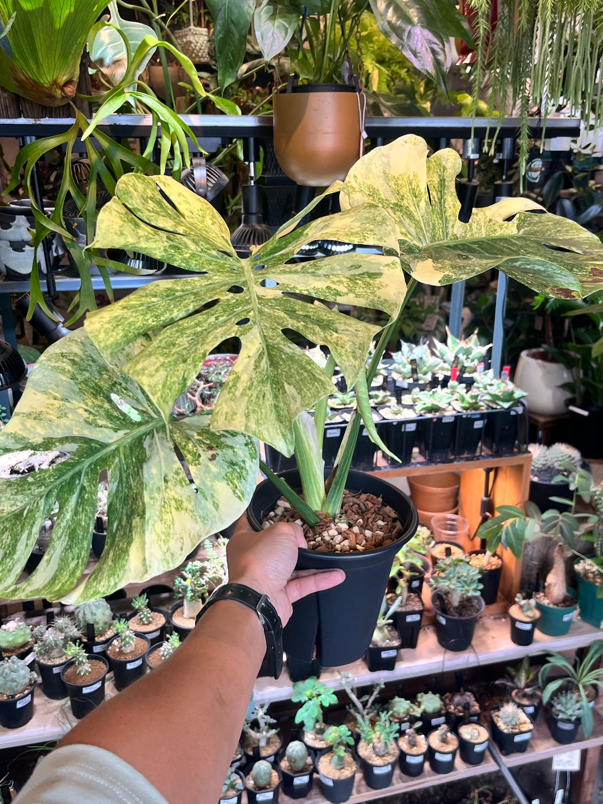 ユ*キ様 a14モンステラ デリシオーサ レガシー 斑入り a25モンステラ