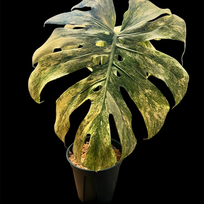 モンステラ デリシオーサ 'レガシー' | GREEN LUCK