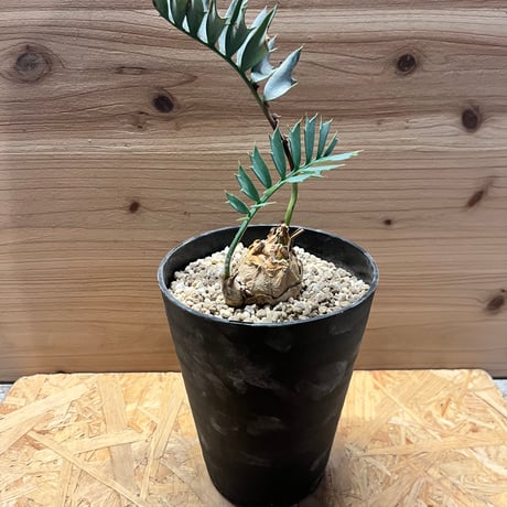 エンセファラルトス | STORES