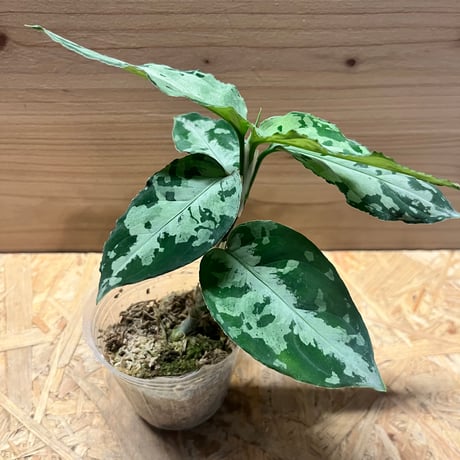 アグラオネマピクタム | STORES