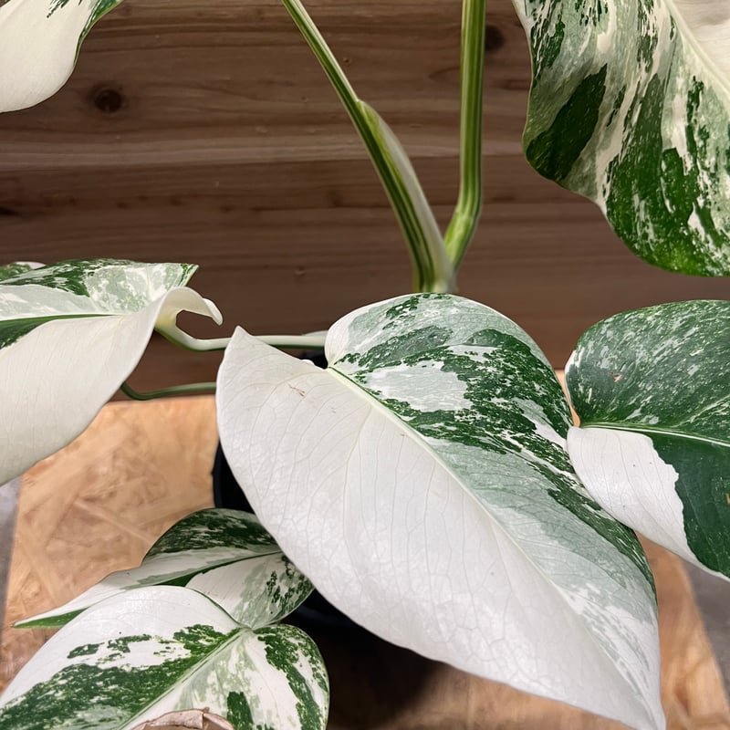 斑入りモンステラ ボルシギアナ 'ホワイトタイガー' | GREEN LUCK