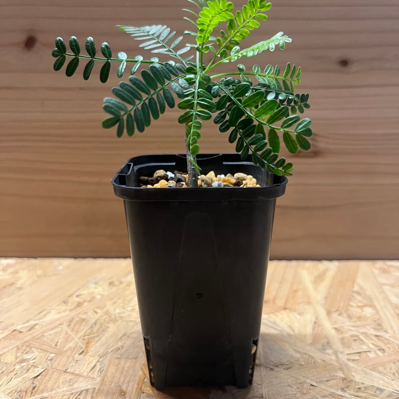 ブルセラ ミクロフィラ | GREEN LUCK