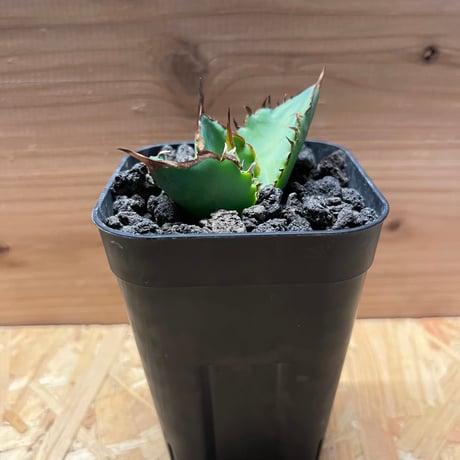 REZA産】イラン株 選抜 アガベ TARANTULA 特大 長棘 REZA産】イラン株