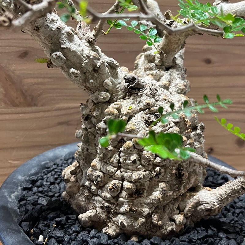 オペルクリカリア パキプス 現地発根済み | GREEN LUCK