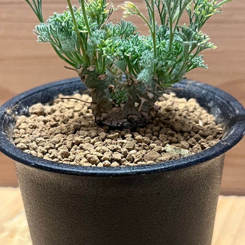 モンソニア ペニクリナム | GREEN LUCK