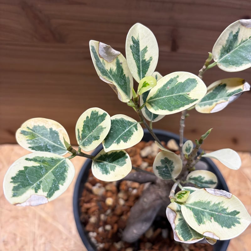 パンダガジュマル 斑入り | GREEN LUCK