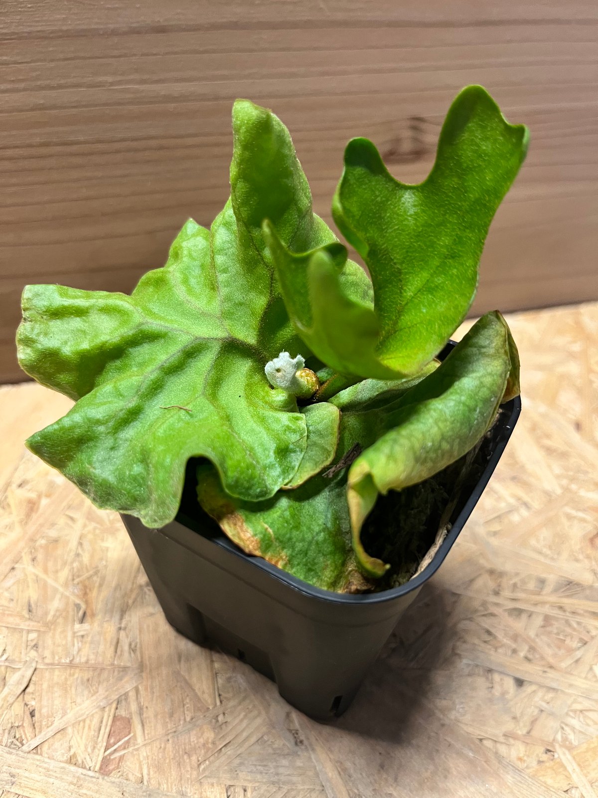 ビカクシダ リドレイ ドワーフ&コンパクト | GREEN LUCK