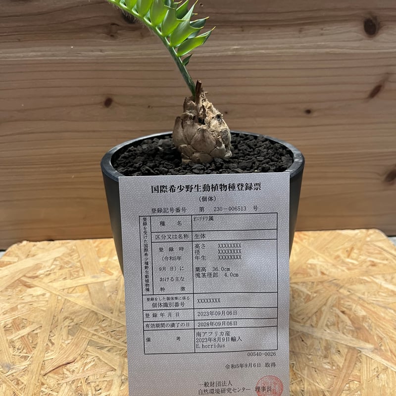 エンセファラルトス ホリダス | GREEN LUCK