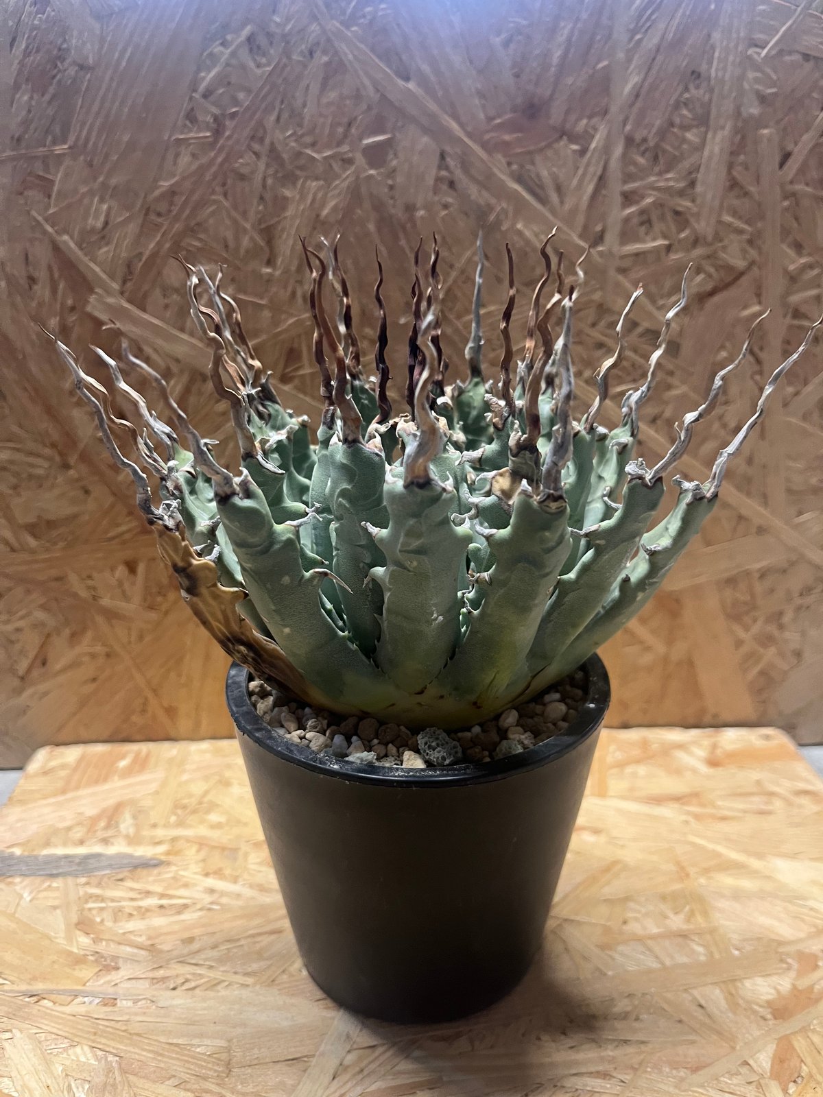 アガベ ユタエンシス エボリスピナ 陽炎 未発根 | GREEN LUCK