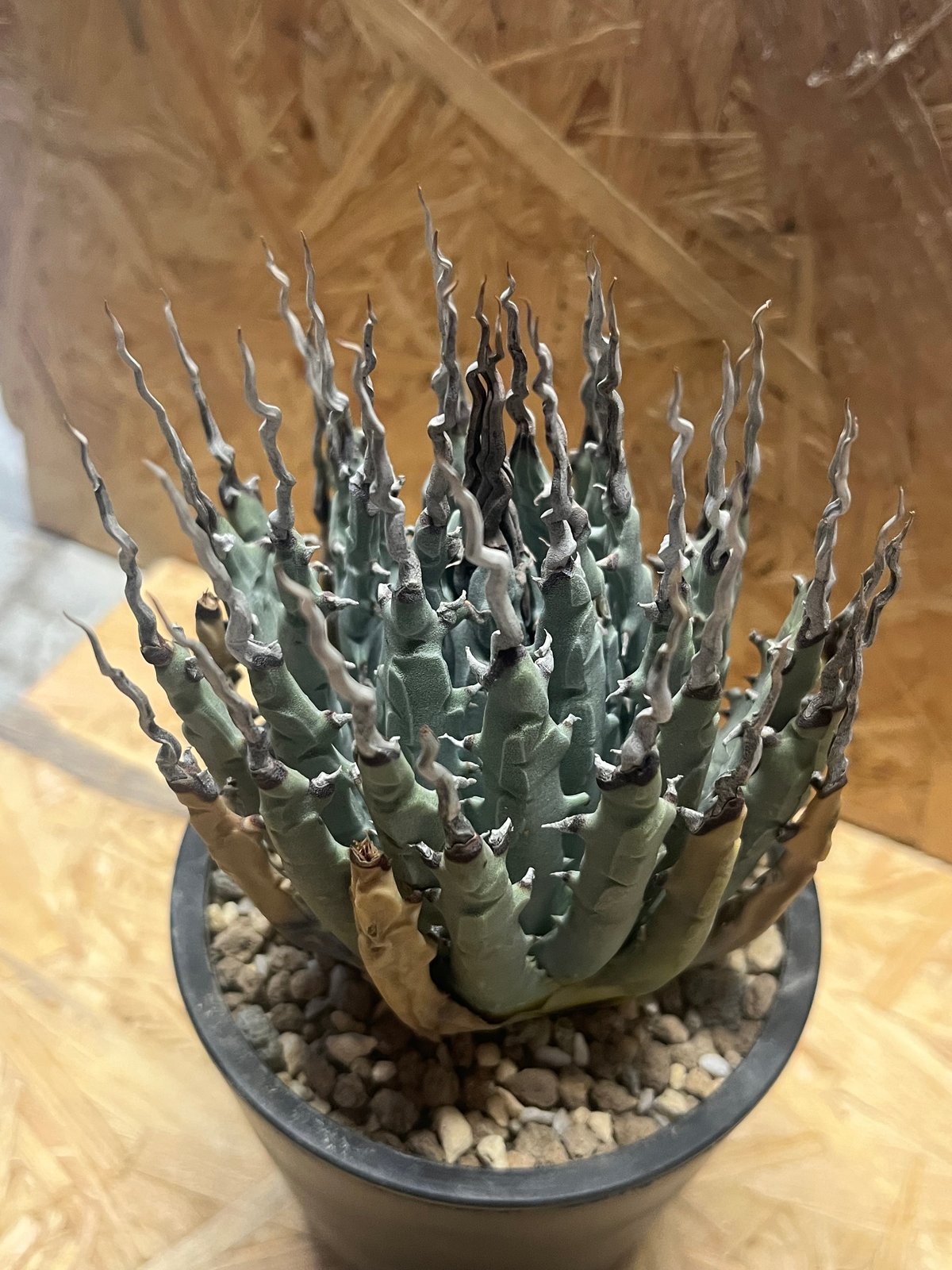 アガベ ユタエンシス エボリスピナ 陽炎 未発根 | GREEN LUCK