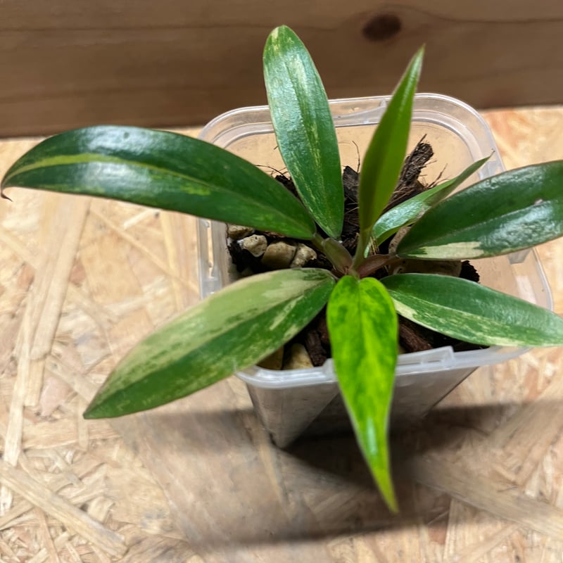 フィロデンドロン キャラメルマーブル | GREEN LUCK