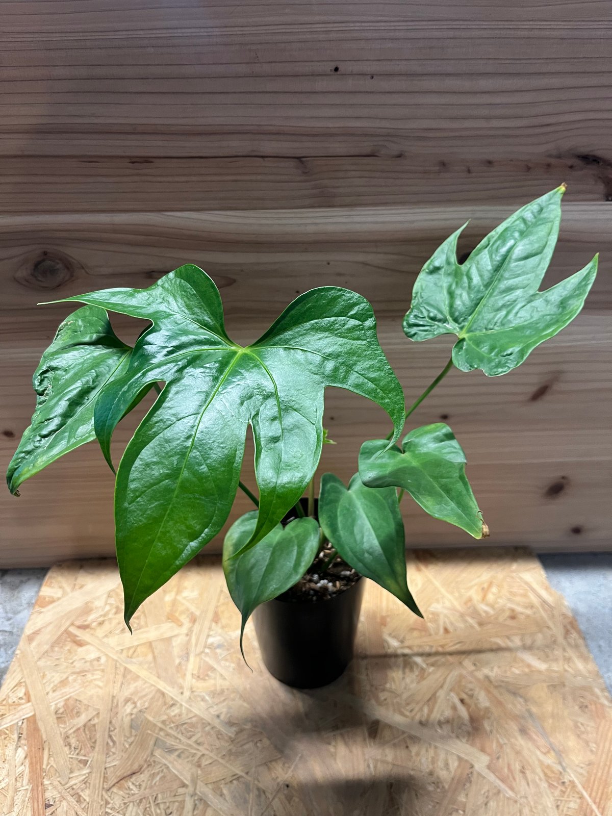 アンスリウム ペダトラディアツム | GREEN LUCK