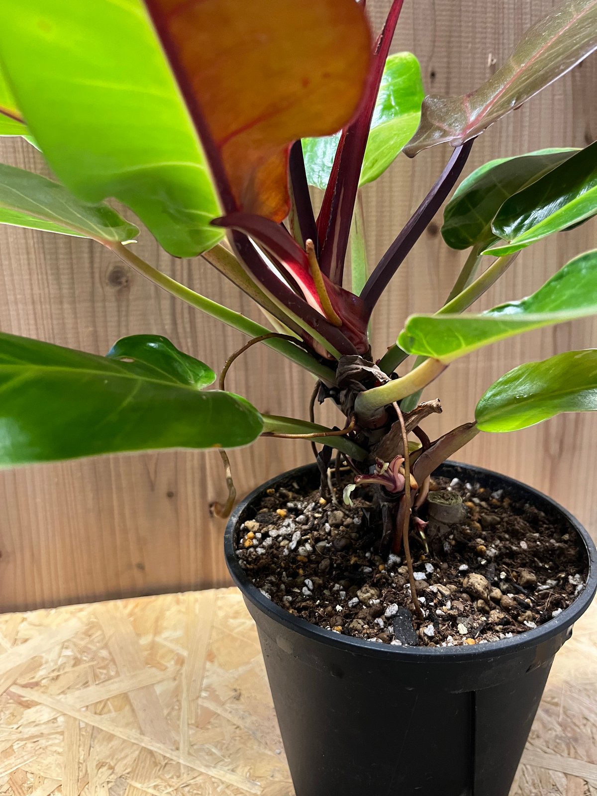 フィロデンドロン インペリアルイエローフレーム | GREEN LUCK