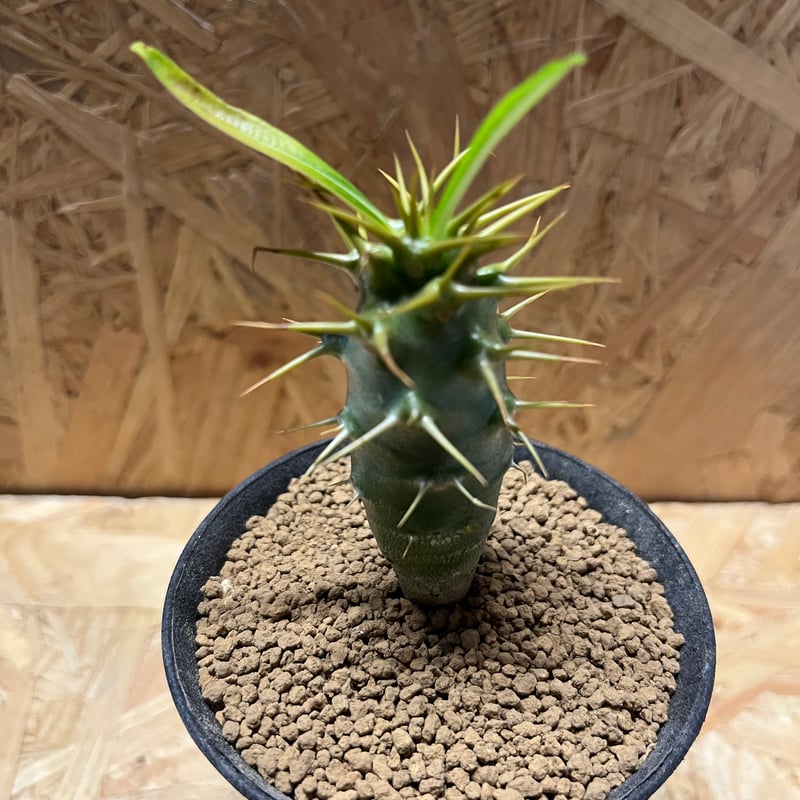 パキポディウム アンボンゲンセ | GREEN LUCK