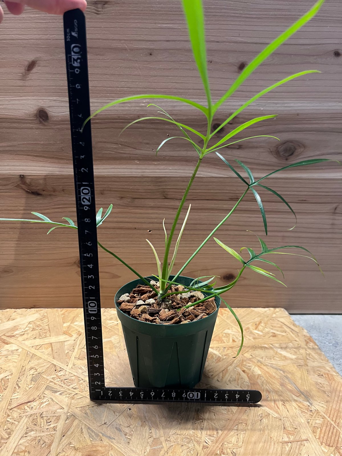 フィロデンドロン ポリポディオイデス | GREEN LUCK