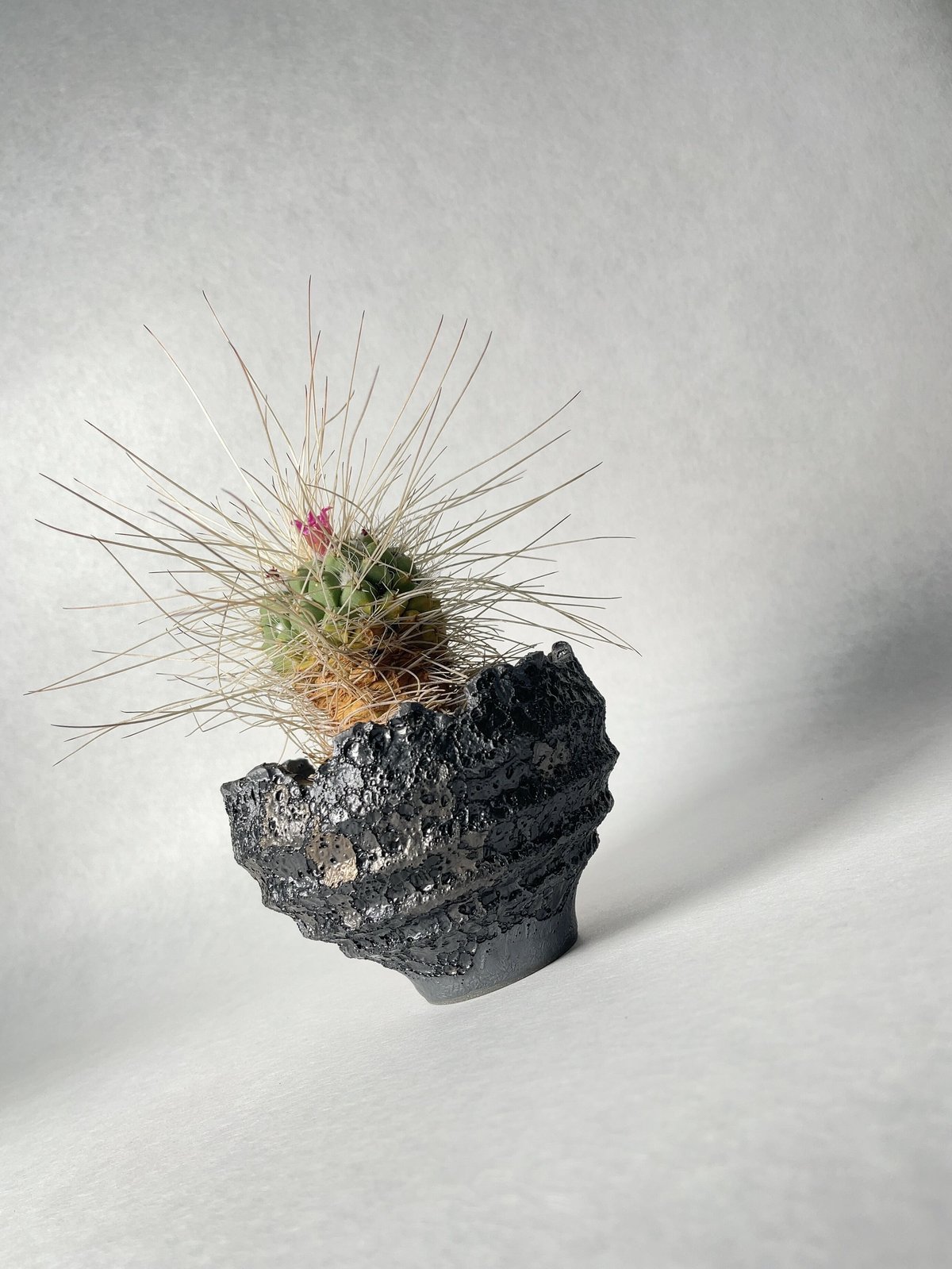 特大鉢 美品 内田裕太 作家鉢 モンスト y鉢 アガベ グラキリス カタチ