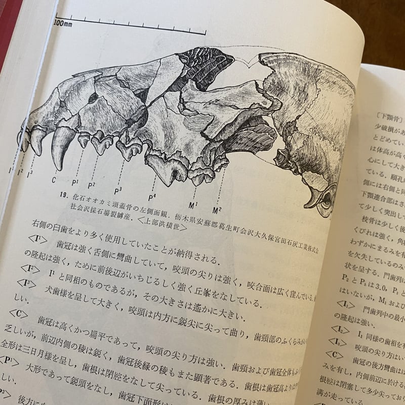 日本産狼の研究 | book cafe 火星の庭 オンラインショップ