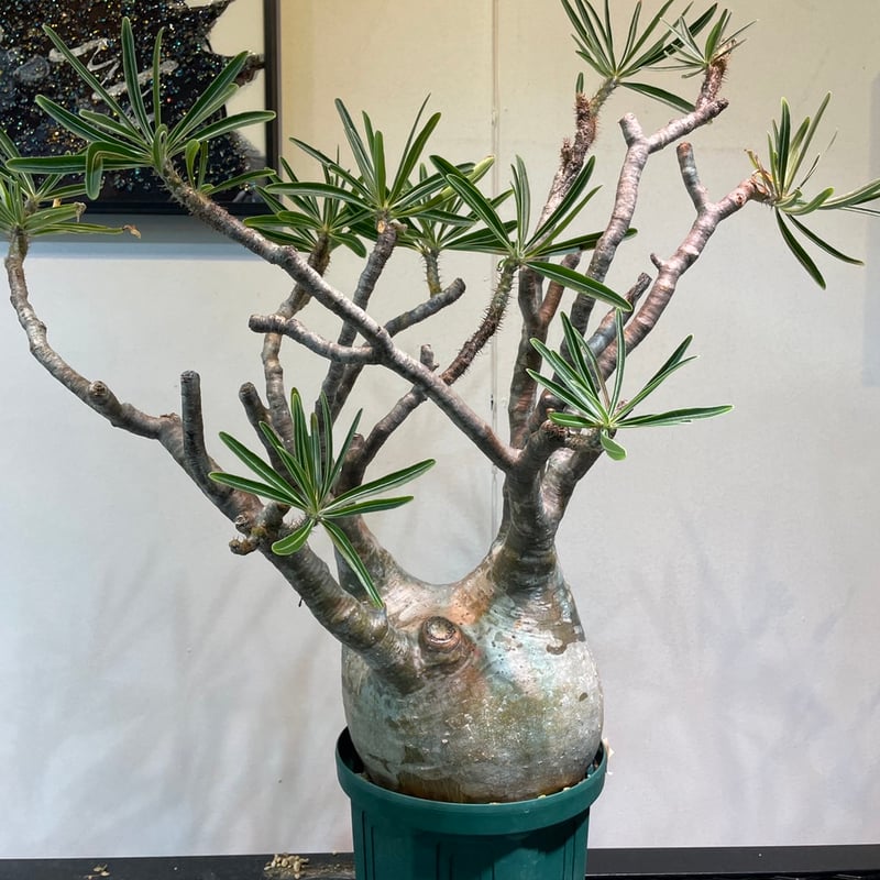 パキポディウム グラキリス 大株 | R_Plants.ONLINE