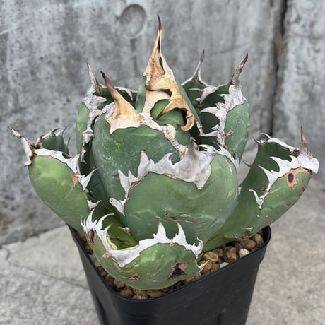 アガベオテロイ | STORES