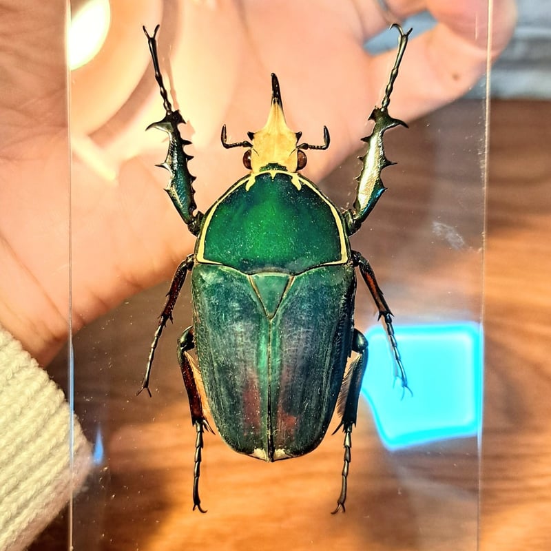 HYOHON『柱』L】ウガンデンシスオオツノカナブン61mm♂ ※旧型瓶使用