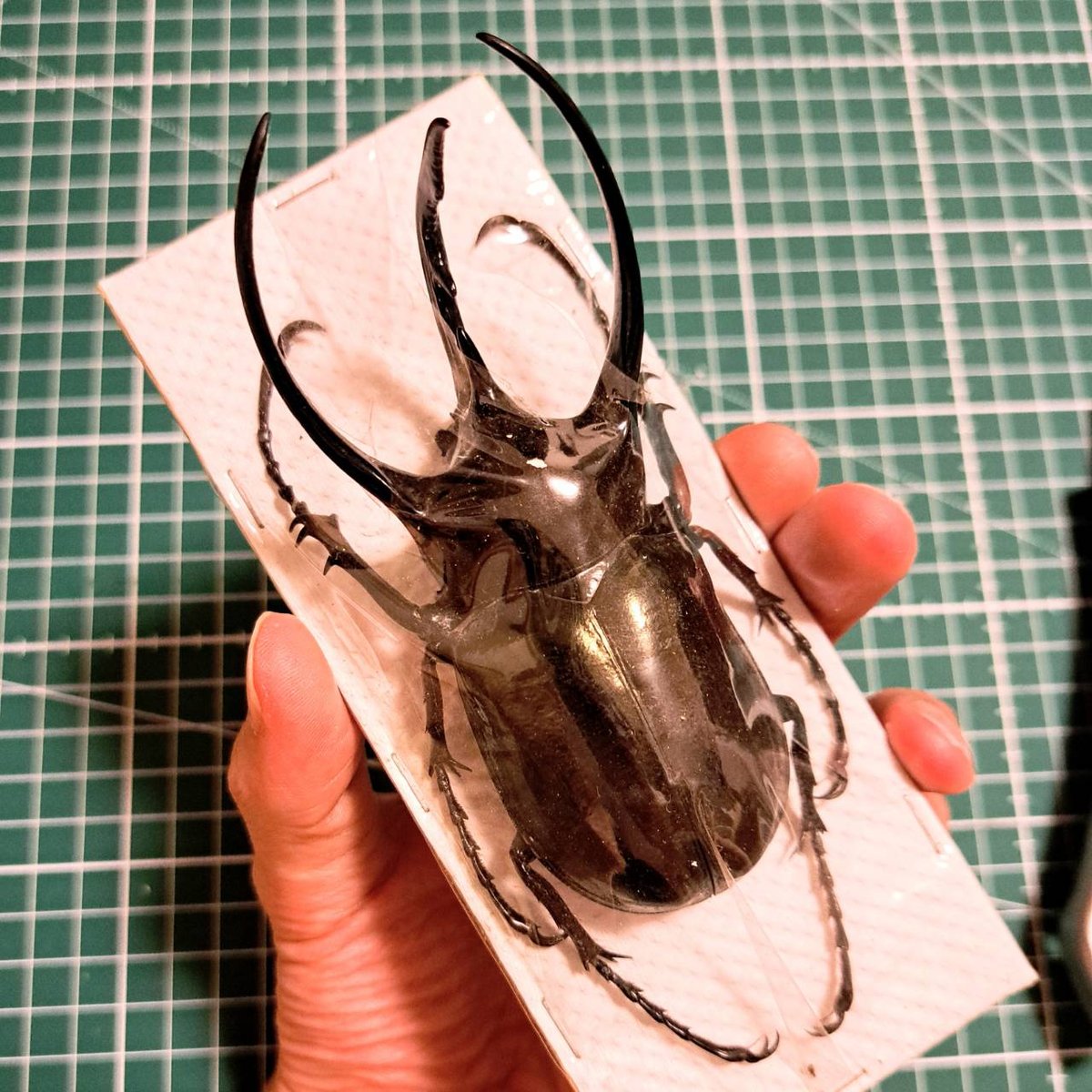 標本用死虫(パック標本) 】超特大コーカサスオオカブト♂100mmUP | 苔