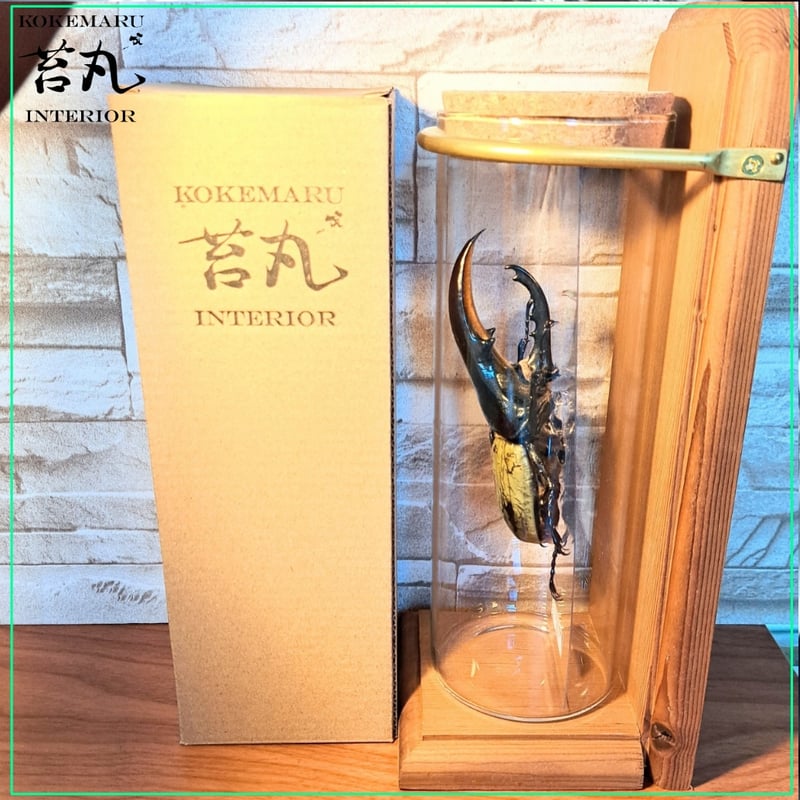1点もの【昆虫標本】(極太血統)ヘラクレスオオカブト♂123.1mm 学術型