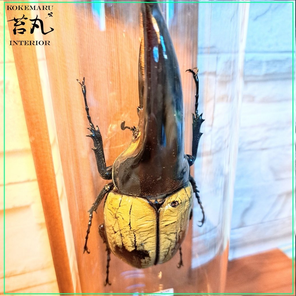 1点もの【昆虫標本】(極太血統)ヘラクレスオオカブト♂123.1mm 学術型