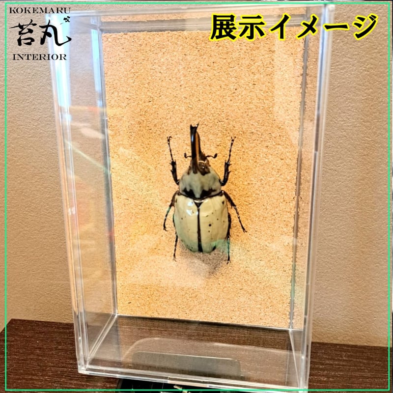 カブトムシ 標本 透明ケース入り ヘラクレスオオカブト 【公式通販】