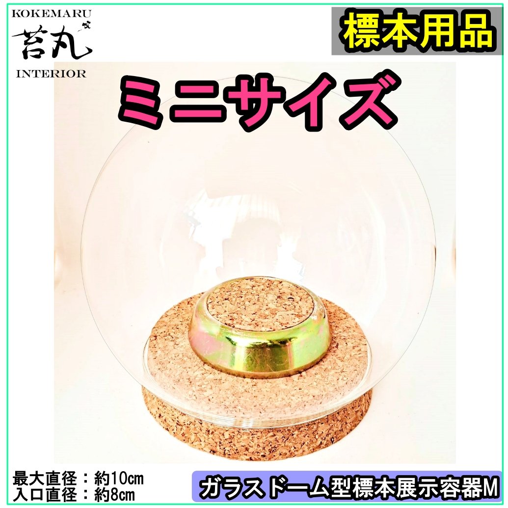 ガラスケース 2サイズセット コルクベース 各10個 ガラスケース 2