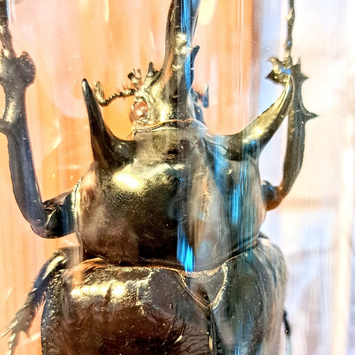 昆虫標本】(大型)マルスゾウカブト♂123.9mm インテリア瓶展示(大