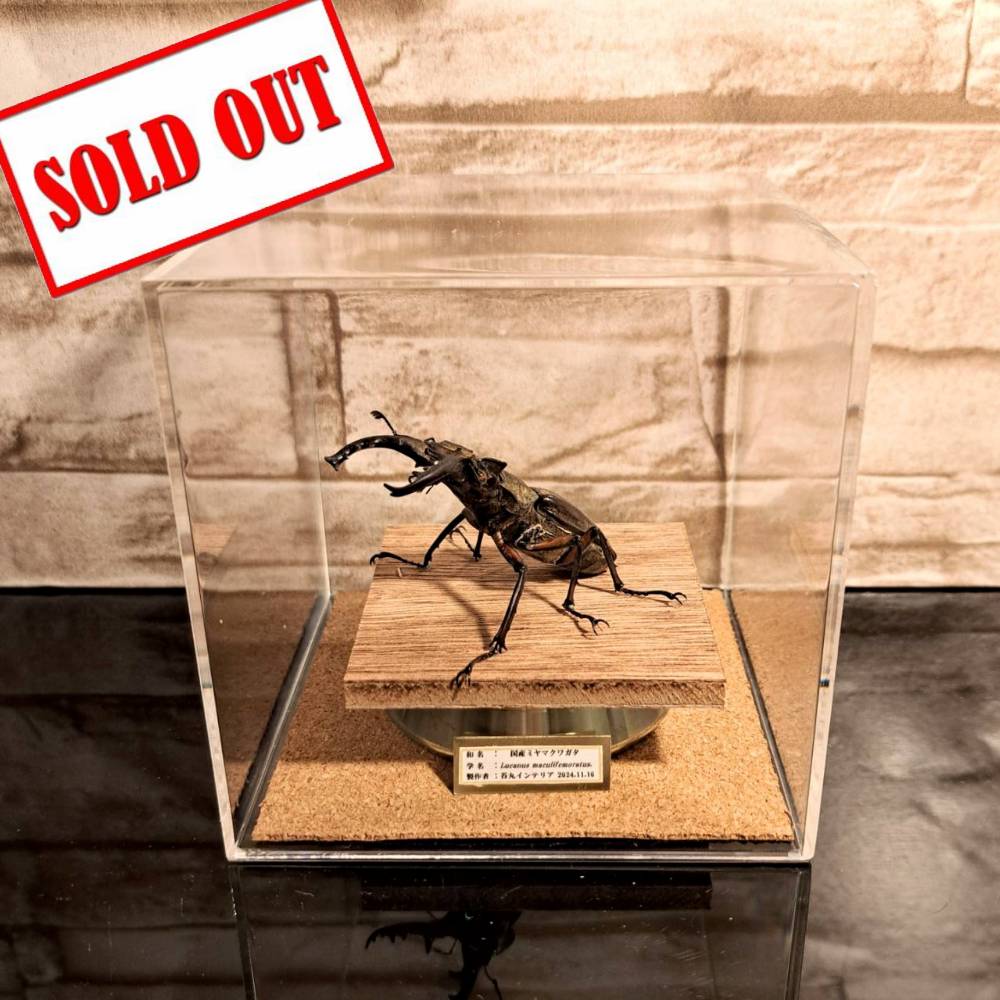 昆虫標本】国産ミヤマクワガタ♂ 立体標本仕上げキューブケース展示