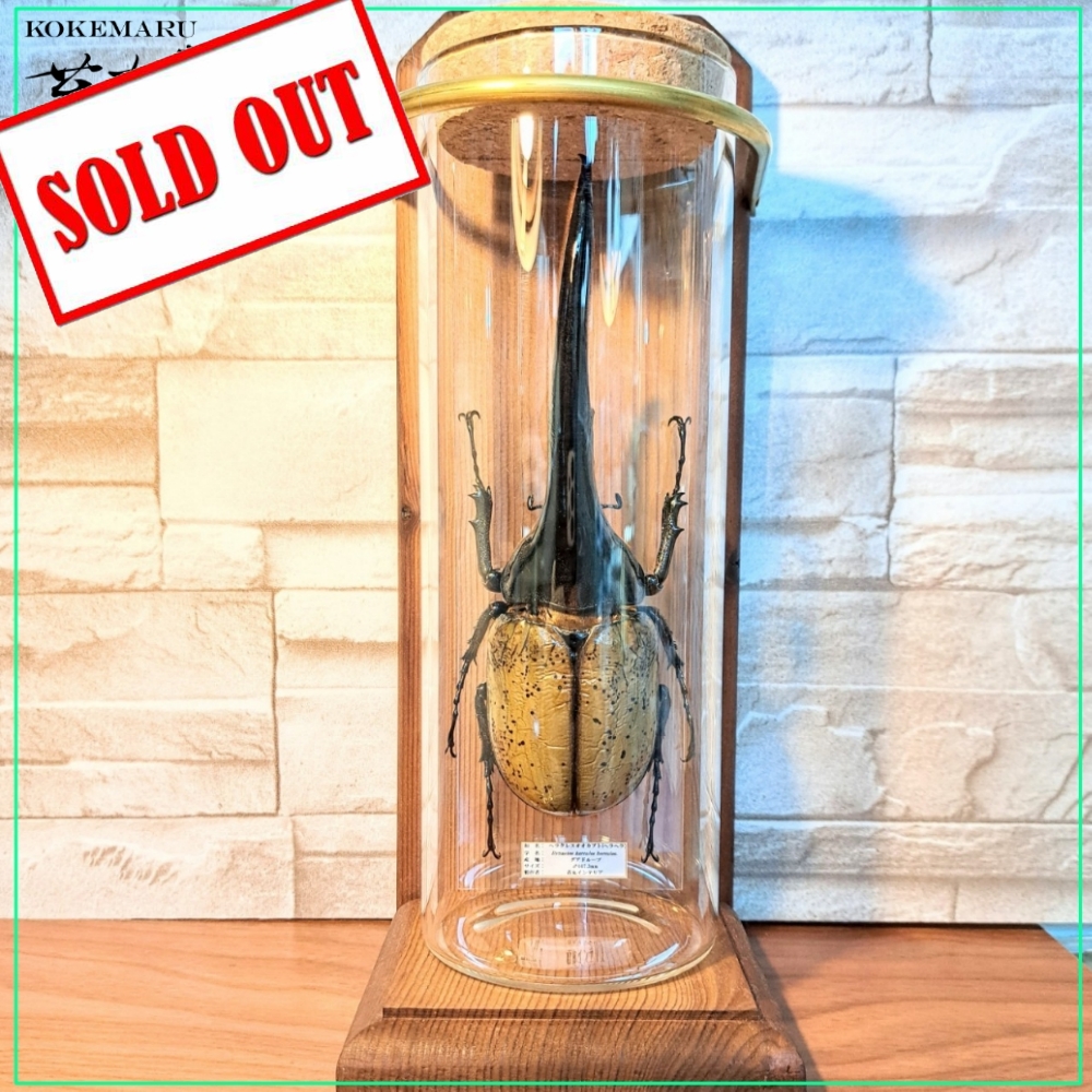 ラグジュアリー【昆虫標本】特大サイズヘラクレスオオカブト163.7mm