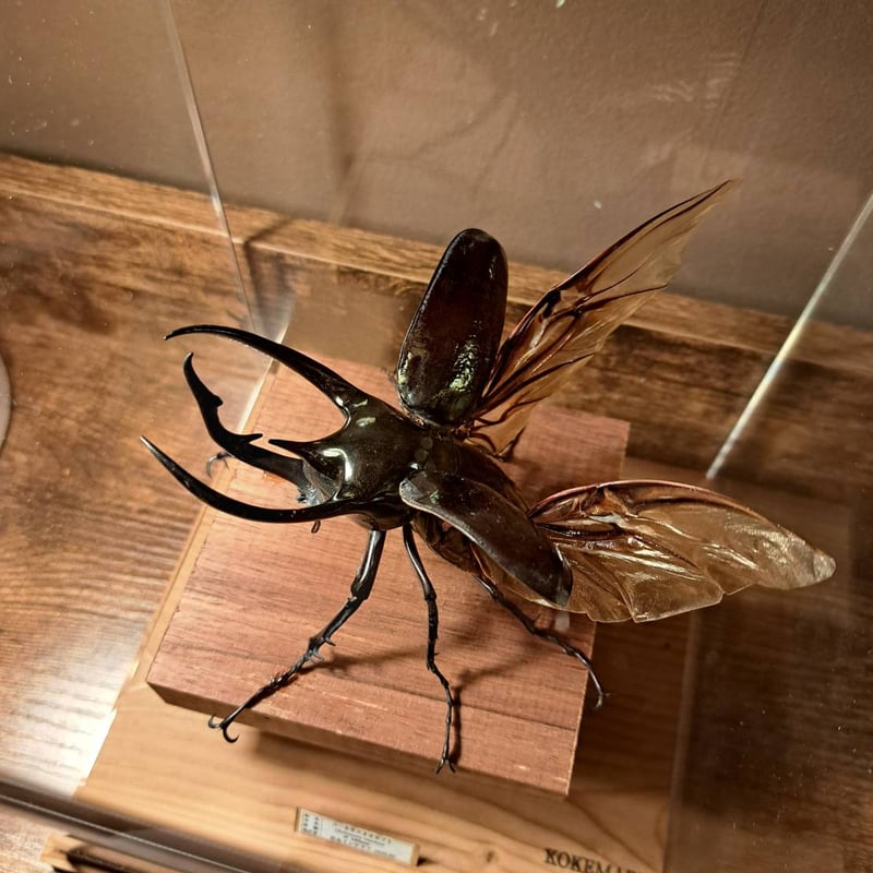 HYOHON『角』s17】コーカサスオオカブト♂102mm | 苔丸インテリア(公式