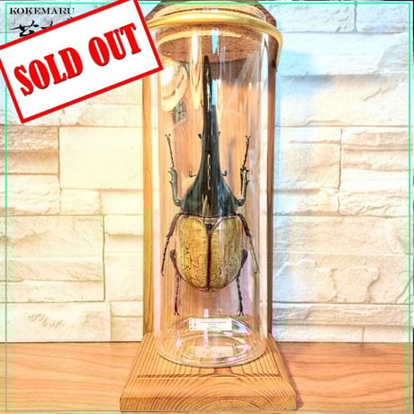 昆虫標本 | STORES