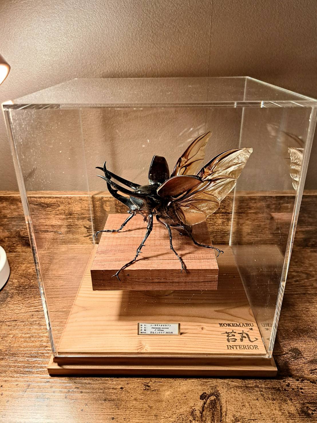 HYOHON『角』s17】コーカサスオオカブト♂102mm | 苔丸インテリア(公式