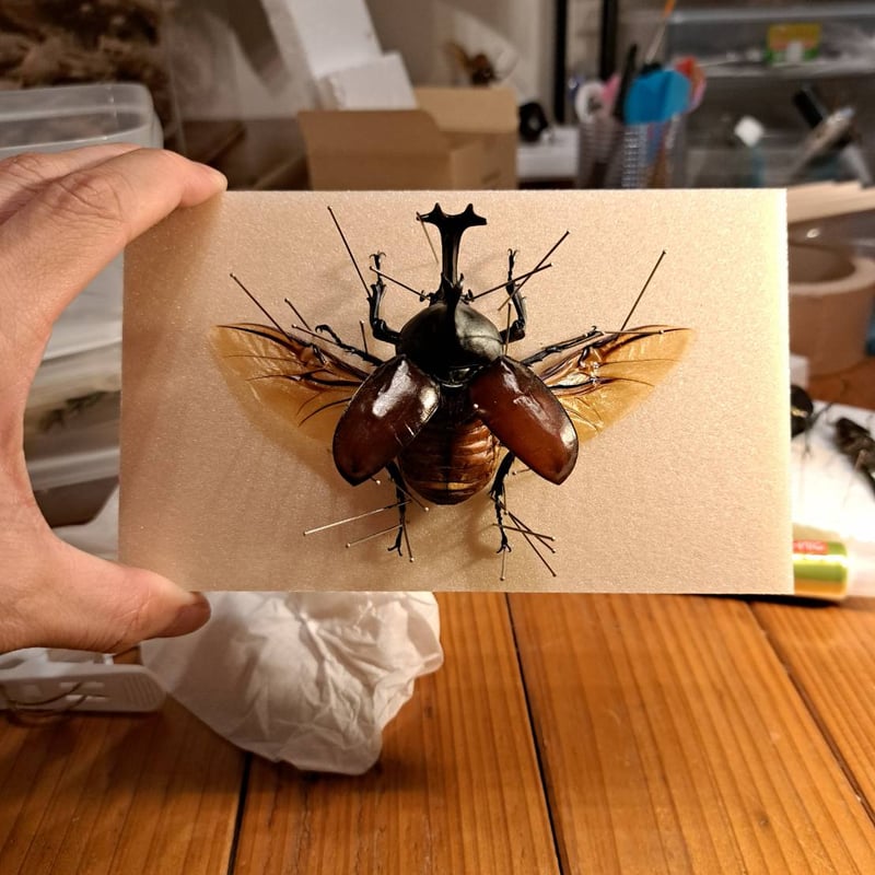 標本ケース】お手軽標本ケース(どこでも刺して固定できるタイプ) | 苔